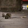 War On Rats Continues As City Tries To Stem Post-Sandy Onslaught
